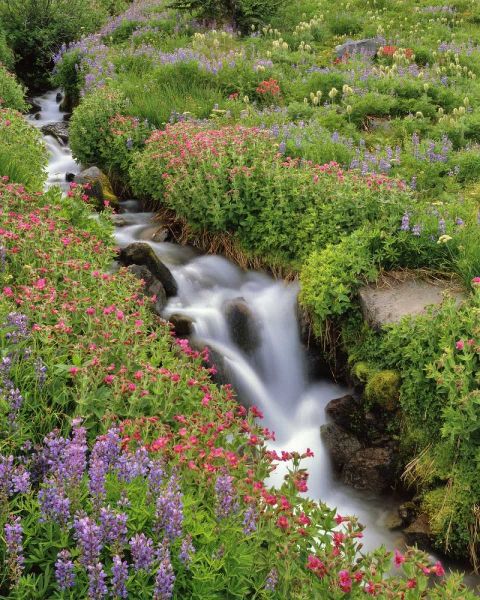 OR, Mt Hood, Flowers along Elk Cove Creek